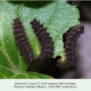 clossiiana dia samur larva l3